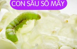 Con Sâu Số Mấy